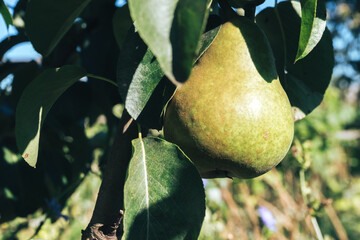 Poster - Beautiful fresh young green pears growing on a tree background.