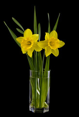 Sticker - Daffodil flowers in a glass isolated on a black background close-up.