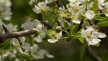 Beetle (Cetonia Aurata) On A Branch Of A Flowering Apple Tree. Green Beetle On Apple Blossom.