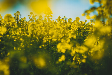 abstract photo of blooming rapeseed flowers