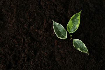 Sprout of plant with water drops in soil