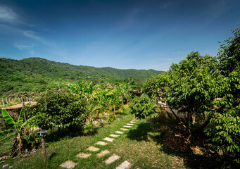 Wall Mural - organic tropical fruit farm plantation scenic view near kampot cambodia