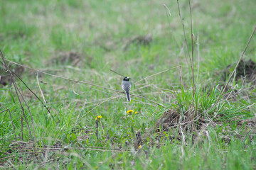 a small bird sitting on a branch