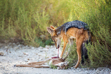 Black backed jackal eating his prey in Kgalagadi transfrontier park, South Africa ; Specie Canis mesomelas family of Canidae