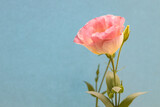 Pink eustoma flower on a blue background with a copy of the space.