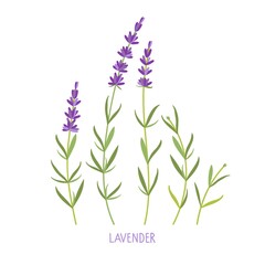 Wall Mural - Lavender plant. Vector flat grass lavender Illustration. Lavender flowers collection isolated. For label, packaging, card. Healing and cosmetics herb. Medical plant. For natural and organic products.