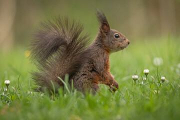 Canvas Print - Eichhörnchen im Gras 