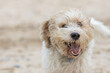 Mad dog. Crazy happy pet face. Funny animal meme image