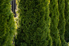 Green Hedge Of Thuja Trees. Closeup Fresh Green Branches Of Thuja Trees. Evergreen Coniferous Tui Tree. Nature, Background.