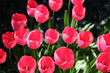 tulipany,tulipany,wiosna,działka,ogród,kwiaty1,działka,ogród,kwiaty2