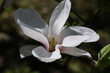 magnolia,wiosna,działka,ogród,kwiaty1