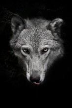 She-wolf Female With Yellow Eyes Portrait On A Black Background With Traces Of Plants