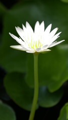 Close up white lotus flower blossom in summer season.