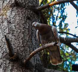 bird on tree
