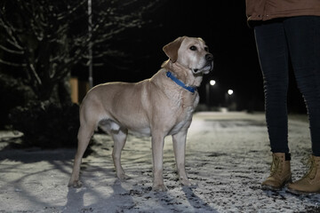 Wall Mural - White labrador retriever with her owner outdoors during winter