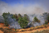 Fototapeta Sawanna -  wildfire, burning pine forest .