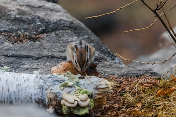 Sticker - squirrel in the forest