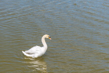 White Swan Swims On The Green Water Of Lake 