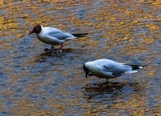 Sticker - black headed gull