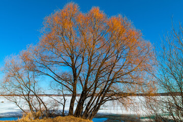 Sticker - trees in winter