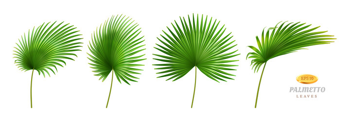 Tropical leaves, isolated palmetto plant decorative foliage in different positions and shapes. Exotic decoration, jungle or rainforest decor. Hawaiian theme and forests. Realistic 3d cartoon vector