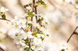 © 360PANO.EU - Closeup photo of a bee collects nectar from a fruit cherry tree flower. Blossoming branch with flower of cherry tree and a honey bee in spring.