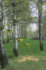 Wall Mural - a twig of a tree with young leaves, spring flowering of trees, vegetation, birch trees with white bark