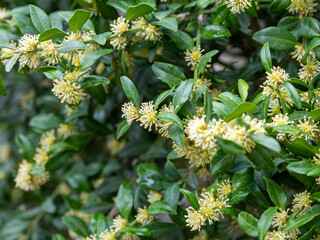 Spring in the mountains, boxwood blooms in the natural environment on a sunny day.