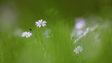 Aufkleber - Delicate white spring wildflowers sway in the wind. Nature, flowers, spring, fauna, ecosystem concept