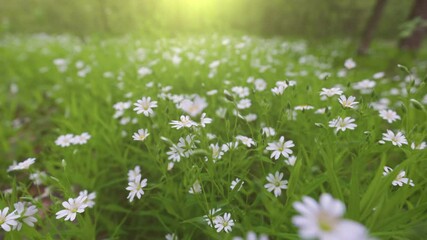 Aufkleber - Glade with delicate flowers in a summer forest. Camera moves in the forest among white spring flowers. Gimbal shot, 4K