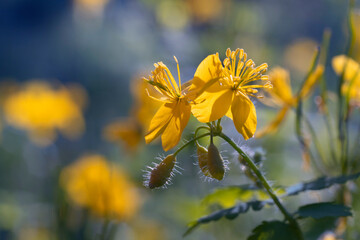 Wall Mural - Flowering yellow celandine plant in forest. Chelidonium majus or greater celandine.Place for text