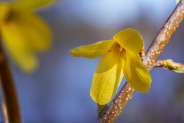 Wall Mural - Blooming forsythia with beautiful yellow flowers or  Easter tree, close-up. Place for text.