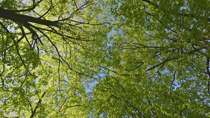 Aufkleber - Walk in park or forest with your head up. Bottom up view of spring green foliage of trees with afternoon sun. Spring nature background, UHD, 4K