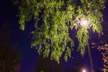 Poster - The night park with lanterns with birch trees. The street lamp shines through birch branches. Illumination of a park road and trees with lanterns at night. Park Kyoto