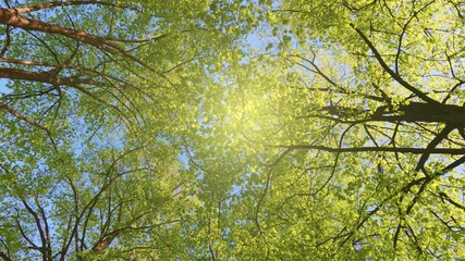 Poster - Bottom up view of spring green foliage of trees in park or forest against the blue sky. Lush foliage of spring trees. Walk in the city park on sunny day. Green nature background. Gimbal shot, UHD, 4K