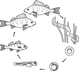 Wall Mural - Coloring page with fish life cycle. Sequence of stages of development of perch (Perca fluviatilis) freshwater fish from egg to adult animal
