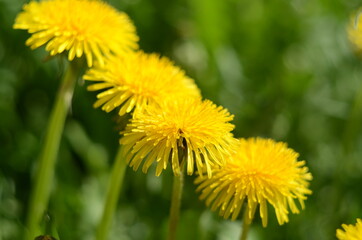 Wall Mural - Yellow flowers of dandelions in green backgrounds. Spring and summer background.