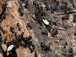 ants inside anthill in the wood