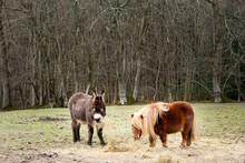 Little Donkey And Shetland Pony In A Field Eating Hay
