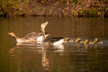 Closeup Shot Of A Family Of Geese Swimming In The Lake