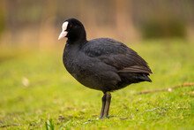 Closeup Shot Of A Black Eurasian Coot On A Blurred Background