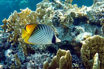  Coral fish - Threadfin butterflyfish (chaetodon auriga) - Red Sea