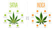 Sativa vs indica, white information poster with difference of indica and sativa