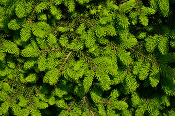 Wall Mural - Norway spruce - Picea abies or European spruce with young shoots