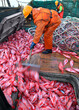 Fishermen unload the caught fish Atlantic bass beak into the hold from a fishing trawl