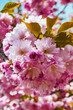 Blooming pink sakura flowers.