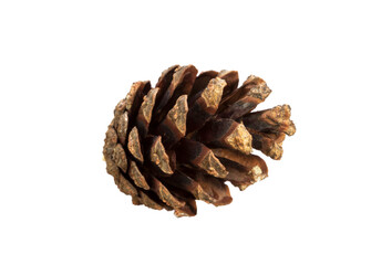 Poster - pine cone isolated on a white background. Christmas decoration element