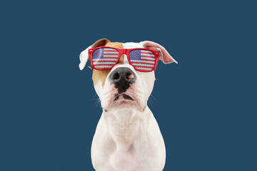 Wall Mural - Independence day 4th of july American Staffordshire dog. Isolated on blue background.