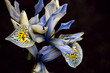 Closeup shot of blooming Netted iris flowers on an isolated background