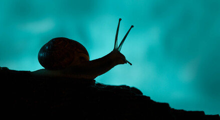 silhouette snail